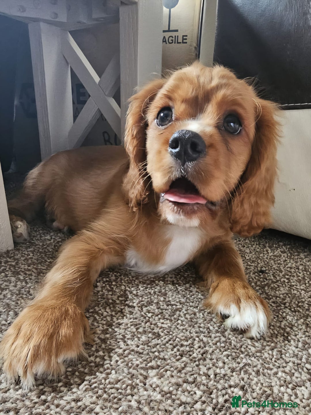 Cavalier King Charles Spaniel dogs for sale: Beautiful Cavellier Puppies Essex in Rayleigh - Image 3