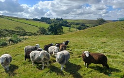Sheep livestock for sale: Beautiful Herdwick Sheep - Lambs and Shearlings - Image 4