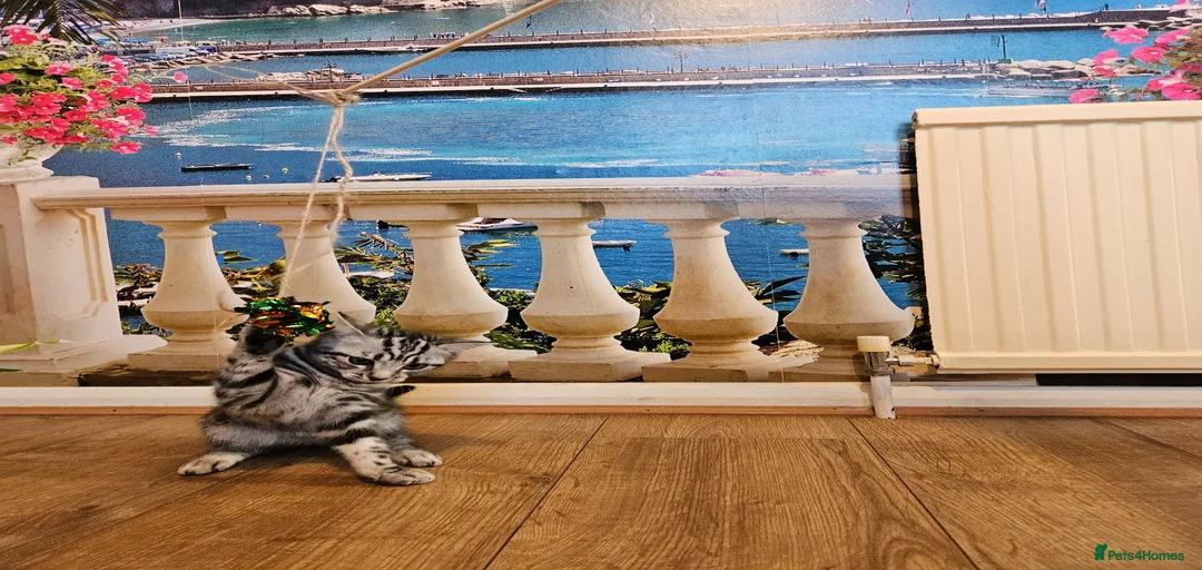 Gallery Image {{count}}