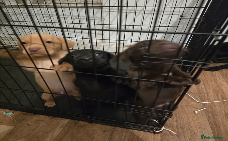 Labrador Retriever dogs - Advert 4