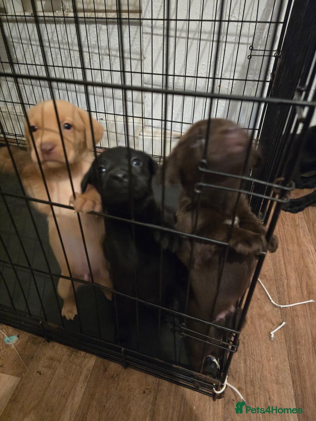 Labrador Retriever dogs for sale: Litter of seven beautiful labradors  - Image 1