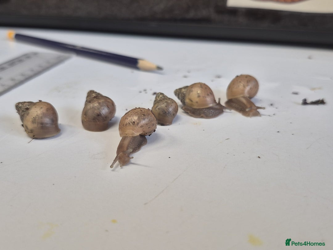 Snails invertebrates for sale: Giant Land Snail Babies - Image 5