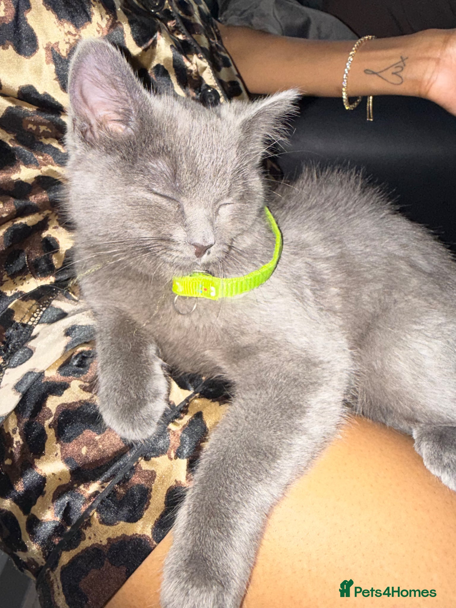 Mixed Breed cats Blue loving Ragdoll kitten 14 weeks old  - Advert 2