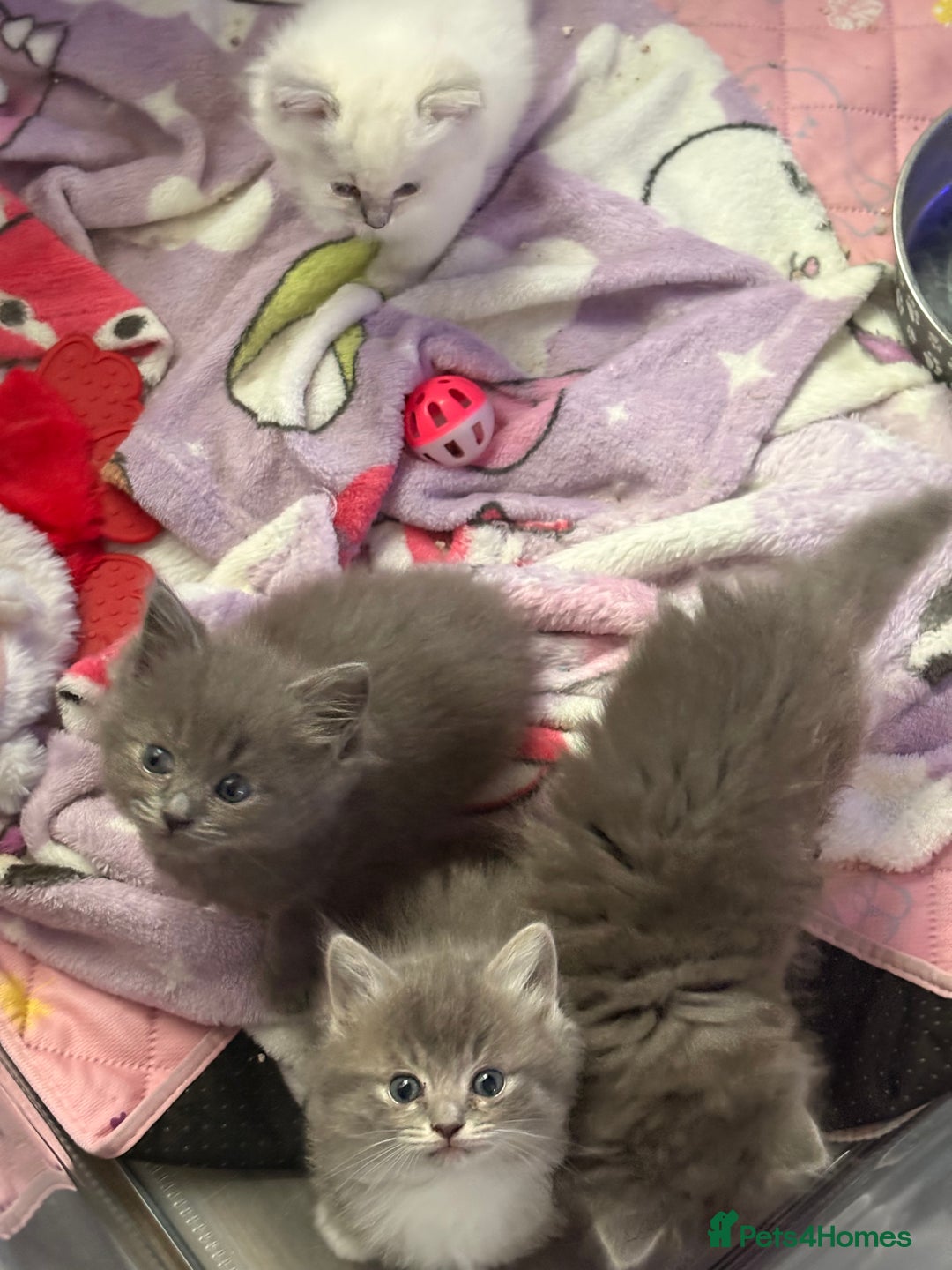 Ragdoll cats for sale: Stunning Ragdoll kittens available  - Image 6
