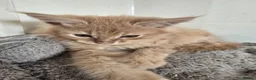 Maine Coon cats for sale: Full Mainecoon beautiful kittens  - Advert 7