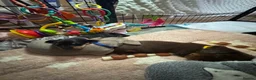Miniature Dachshund dogs for sale: Kc registered Miniature dachshunds  - Advert 8