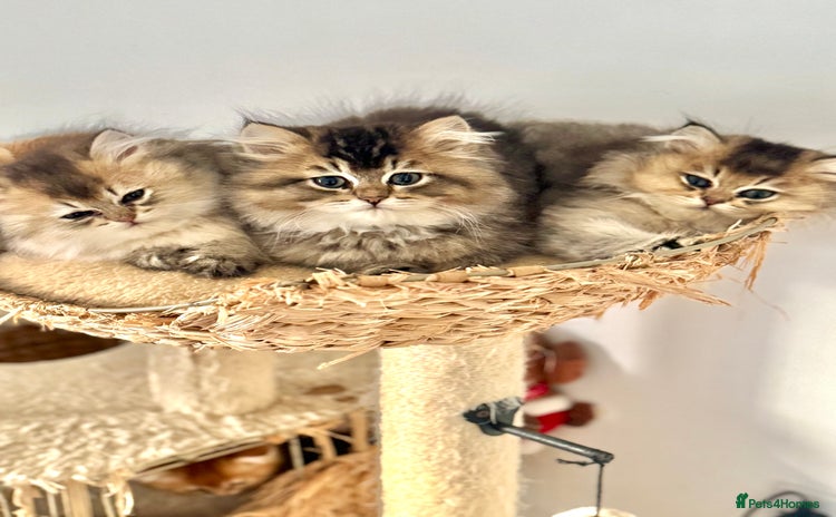 Scottish Fold cats Scottish Shorthair fluffy purebred kittens - Advert 3