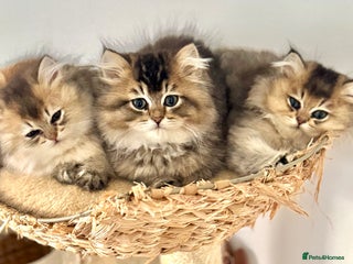 Scottish Fold cats Scottish Shorthair fluffy purebred kittens - Advert 13