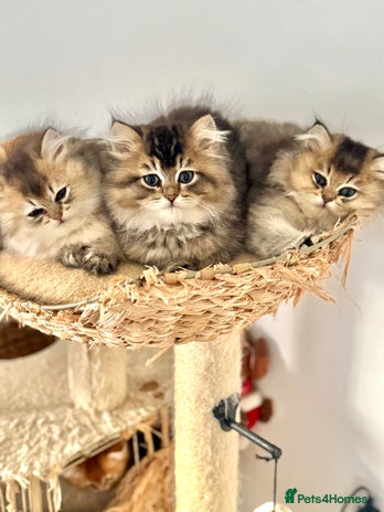 Scottish Fold cats Scottish Shorthair fluffy purebred kittens - Advert 1