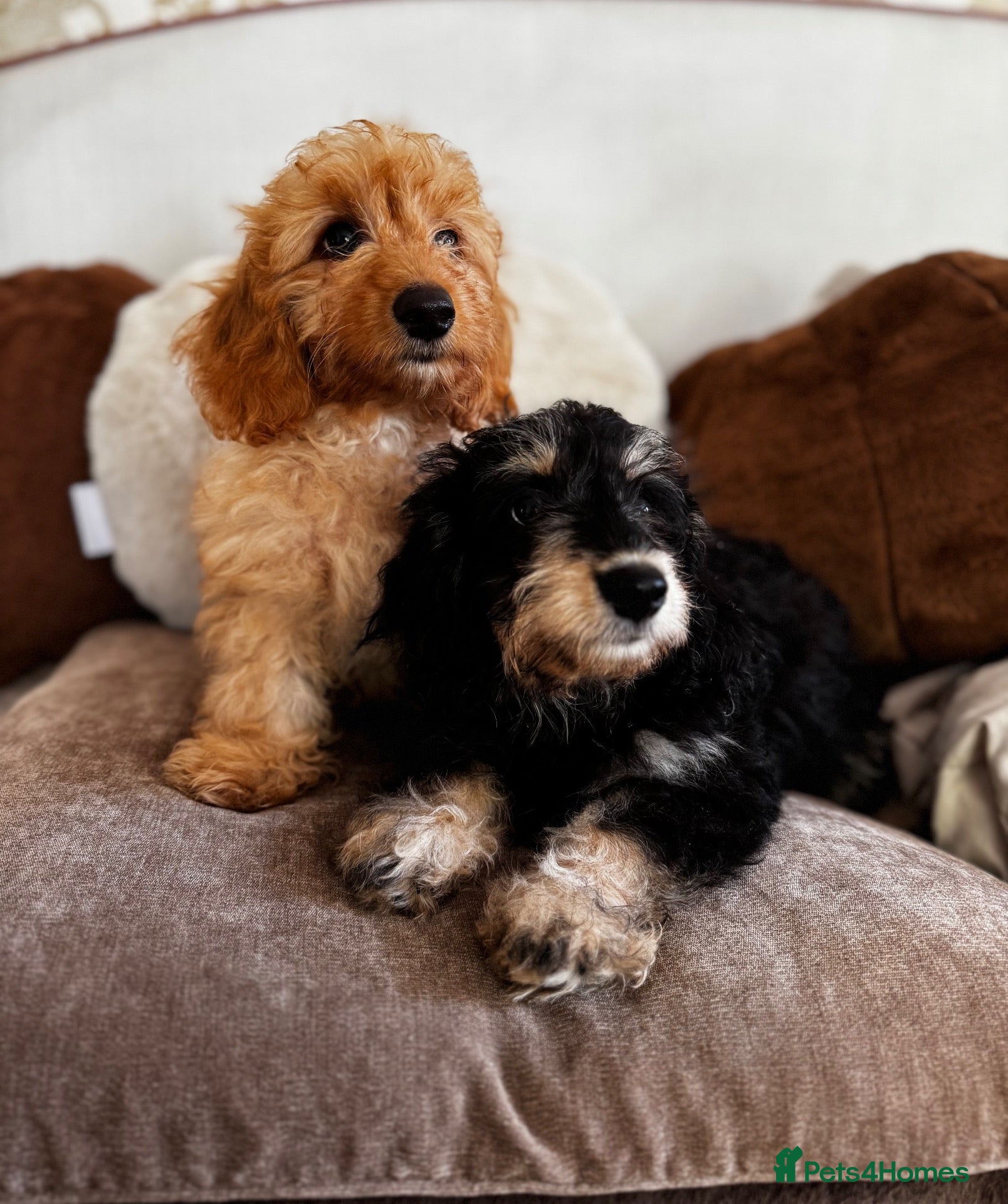 Doxiepoo dogs Doxiepoos Miniature dachshund x toy poodle  - Advert 1