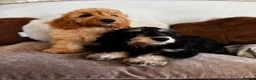 Doxiepoo dogs for sale: Doxiepoos Miniature dachshund x toy poodle  - Advert 1