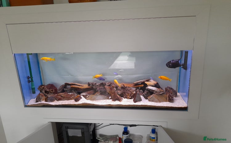 Cichlids fish - Advert 4