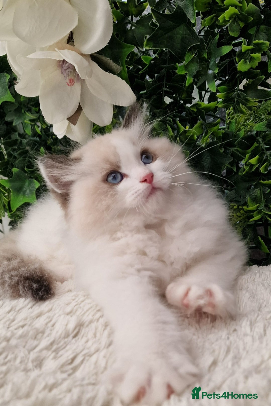 Ragdoll cats for sale: 🩷✨️Lovely Chunky EU kittens✨️🏆TICA Award cattery - Image 15