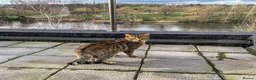 Bengal cats for sale: Handsome Bengal Cat Looking For A Loving Home - Advert 2