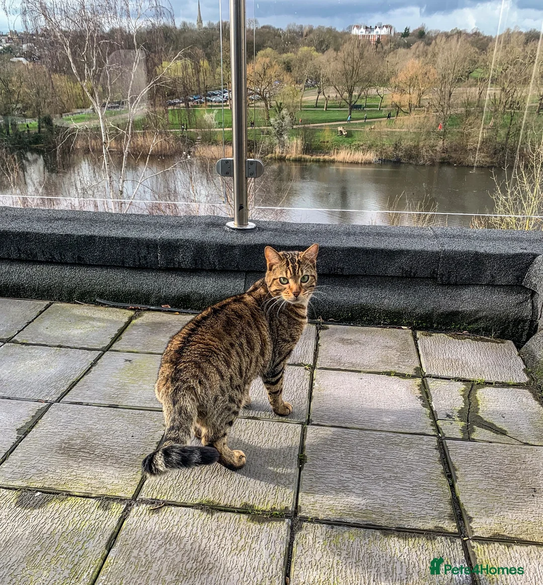 Bengal cats for sale: Handsome Bengal Cat Looking For A Loving Home - Advert 2