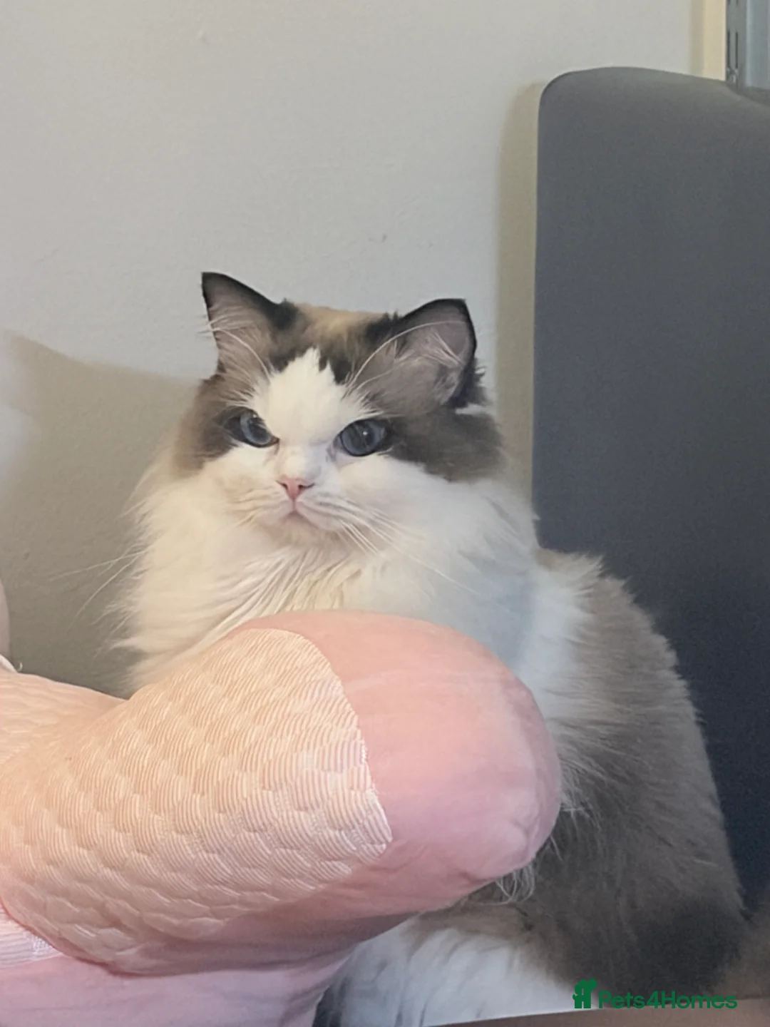 Ragdoll cats for stud: Ragdoll Stud Available – Exceptional open face - Advert 5