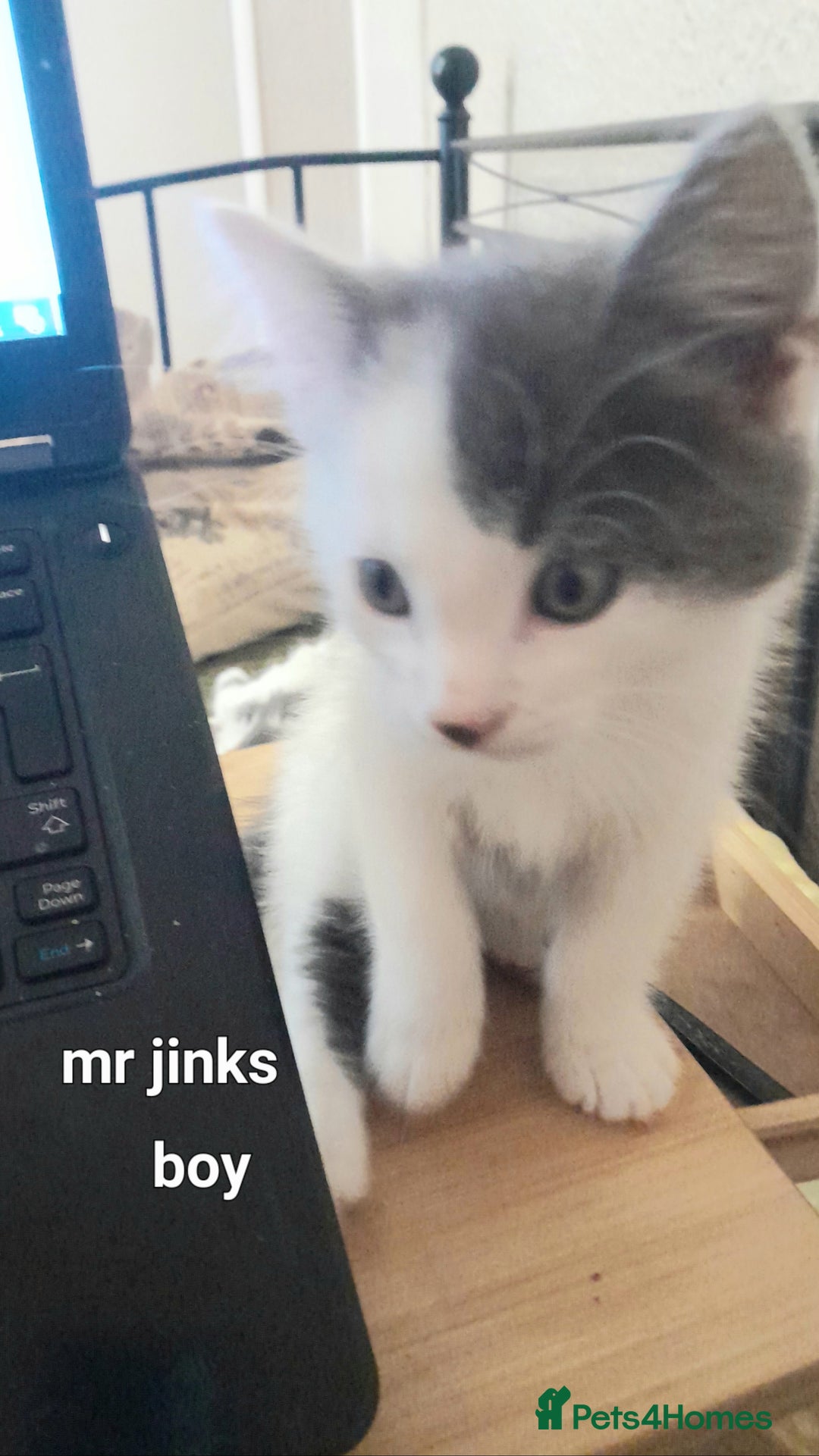 Siamese cats for sale: Bi colour blue and white kittens - Image 2