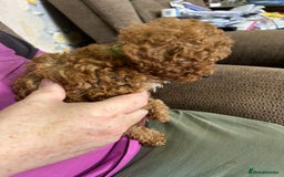 Toy Poodle dogs for sale: Red toy poodle - Image 1