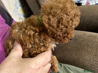 Toy Poodle dogs - Advert 19