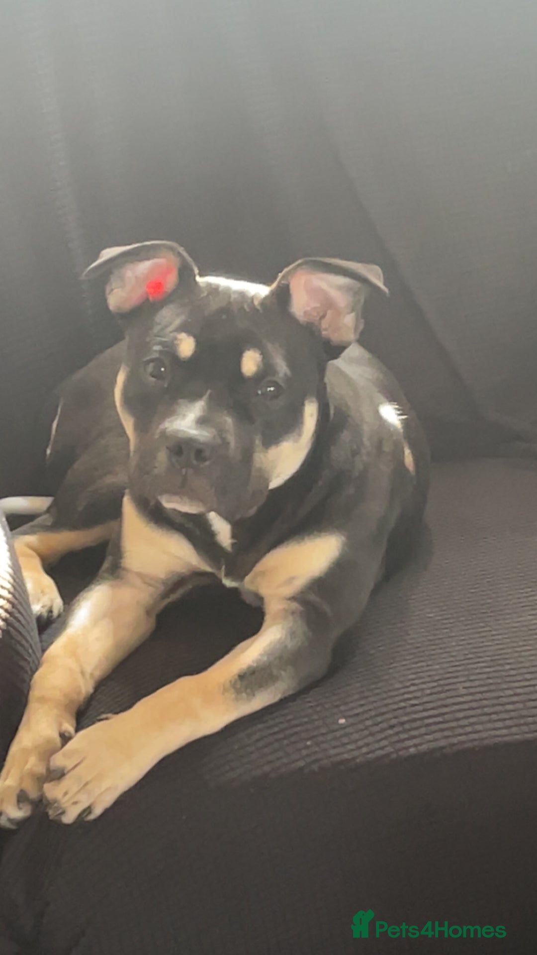 American Bully dogs for sale: 9 month American bully - Image 2