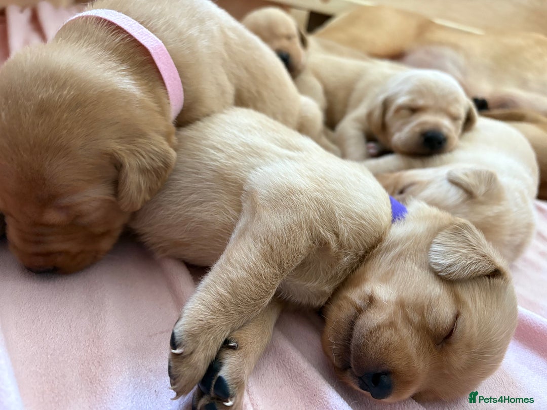 Labrador Retriever dogs for sale: Labradors for sale  - Image 10