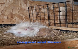 Guinea Pig rodents for sale: Lunkarya  - Image 1