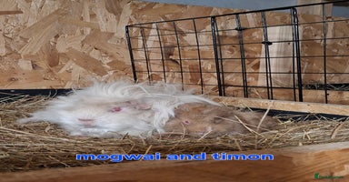 Guinea Pig rodents - Advert 7