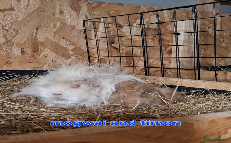 Guinea Pig rodents - Advert 1
