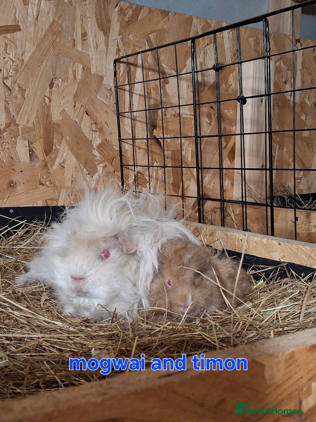 Guinea Pig rodents for sale: Lunkarya  - Image 1