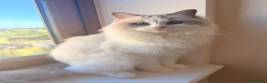 Ragdoll 1