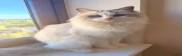 Ragdoll cats for sale: Gccf ragdoll for rehome - Advert 2