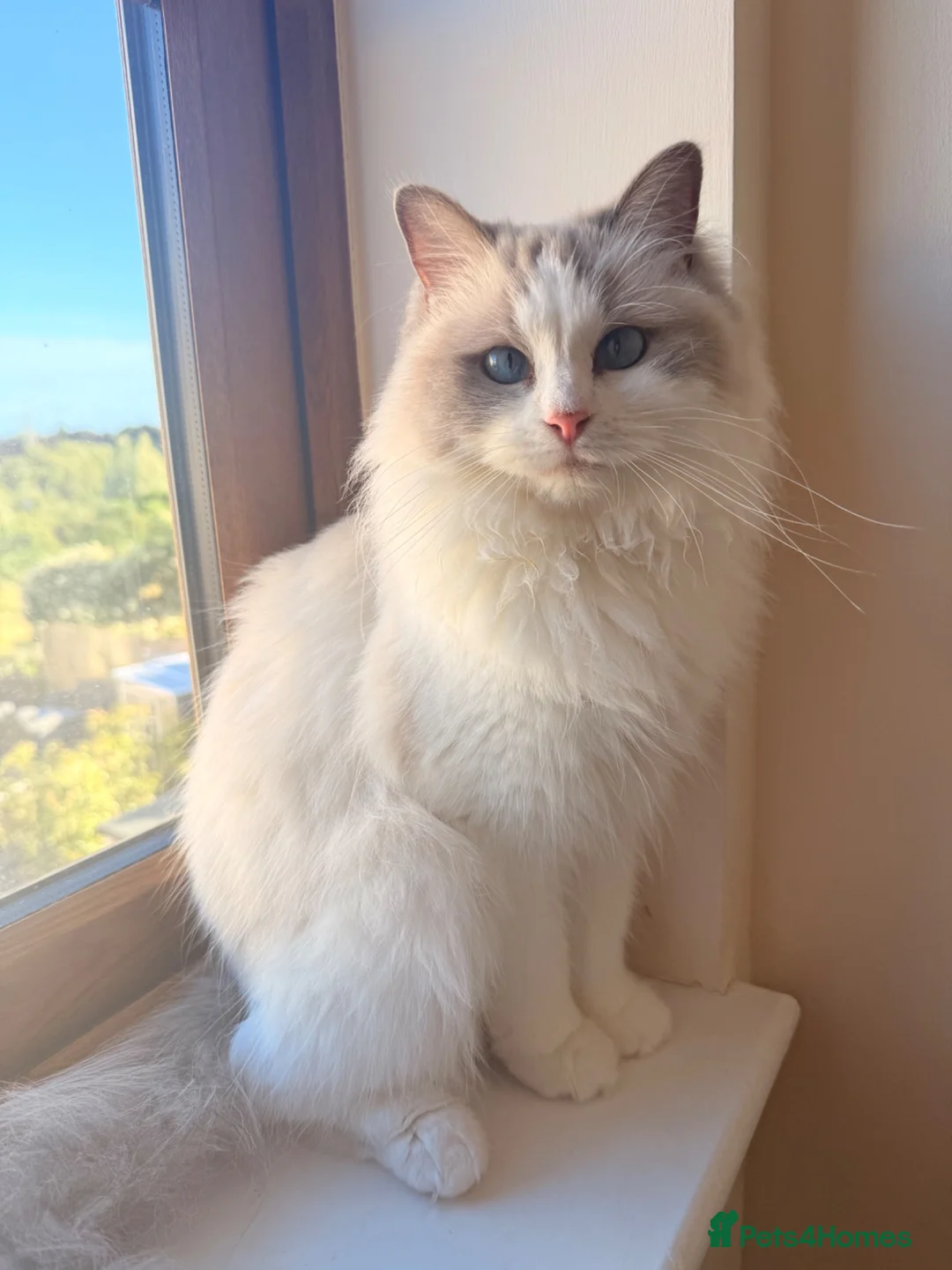 Ragdoll cats for sale: Gccf ragdoll for rehome - Advert 2