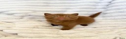 British Shorthair cats for sale: 😍SHOW-STOPPING BRIT SHORTHAIR LITTERS 😍 in Bromley - Advert 14