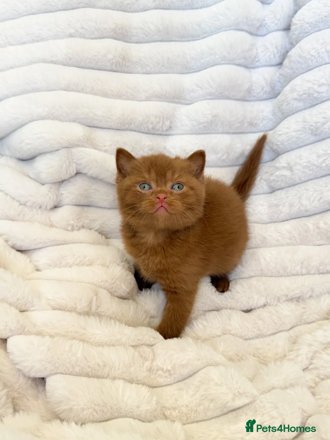 British Shorthair cats for sale: 😍SHOW-STOPPING BRIT SHORTHAIR LITTERS 😍 in Bromley - Advert 14