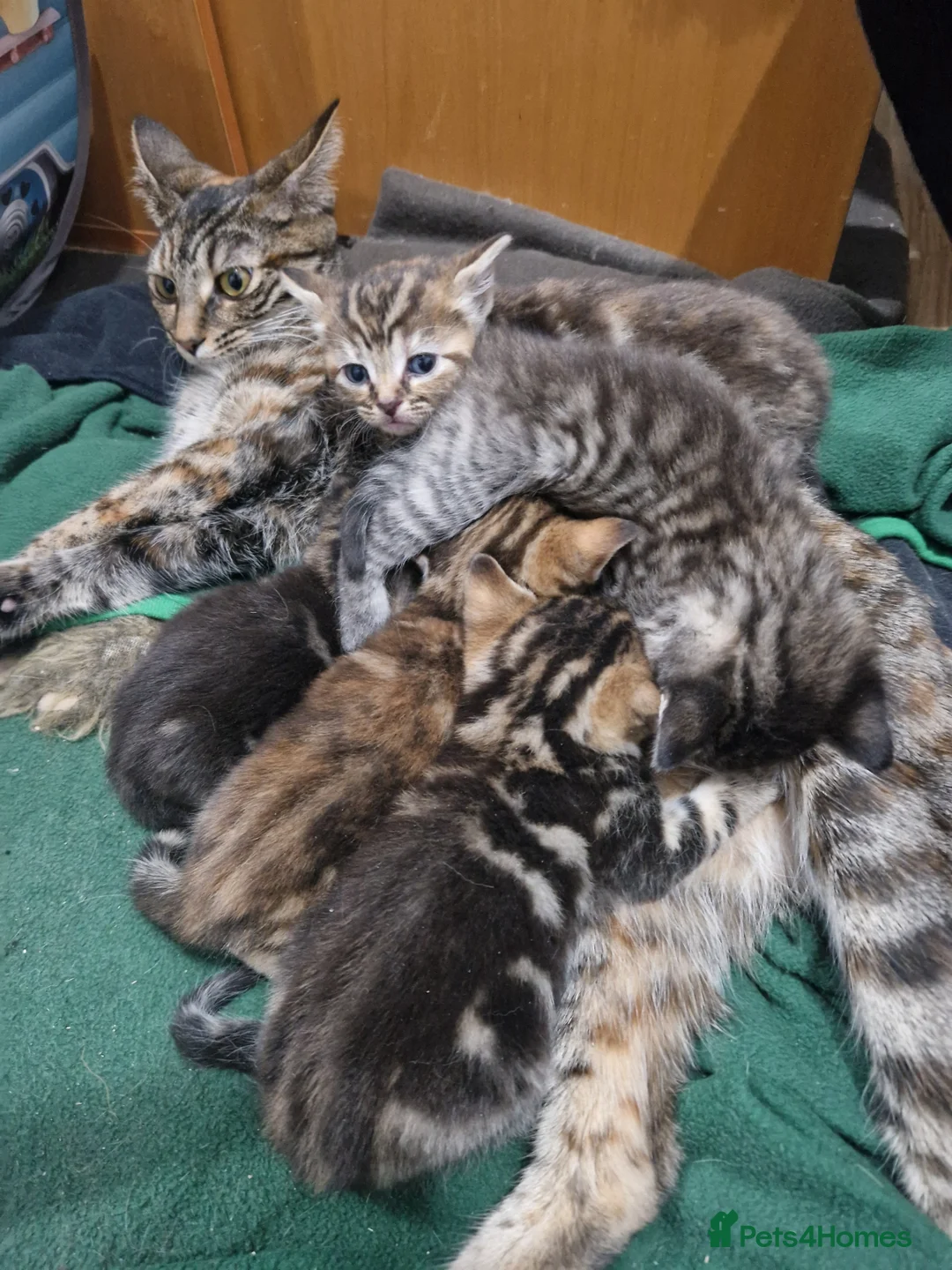 Mixed Breed cats for sale: Kittens looking for their forever home in London - Advert 1