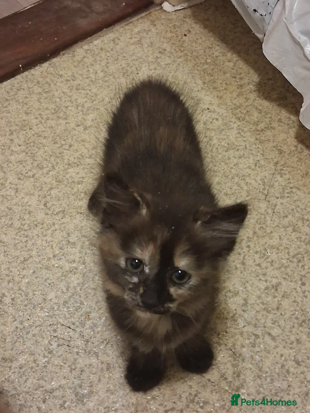 Mixed Breed cats for sale: 💞Beautiful kittens  - Advert 5