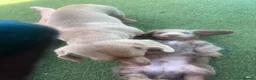 Miniature Dachshund dogs for sale: miniature dachshunds k c in Derby - Advert 2