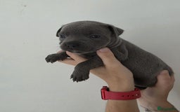Staffordshire Bull Terrier dogs for sale: 4 Chunky blue pups - Image 2