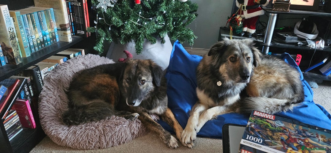 Mixed Breed dogs for adoption: Paddington the Bear - Advert 7