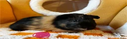 Guinea Pig rodents for sale: Baby guinea pigs   - Advert 2