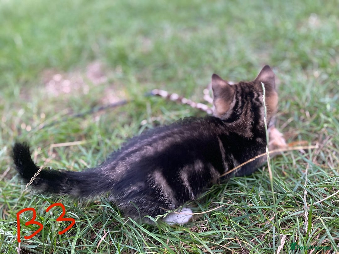 European cats for sale: 5 Adorable Male Kittens Looking for Loving Home - Image 9