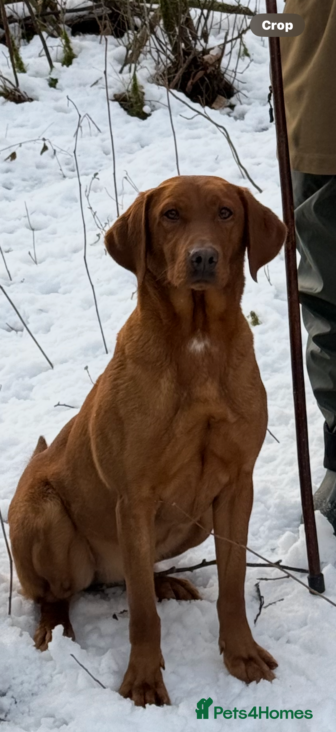 Labrador Retriever dogs for sale: Kc Labrador pups  - Advert 1