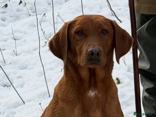 Labrador Retriever dogs Kc Labrador pups - Advert 1