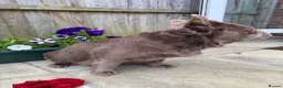 French Bulldog dogs for stud: ⚡️PROVEN STUD⚡️NEW SHADE ISABELLE FLUFFY FRENCHIE - Advert 5