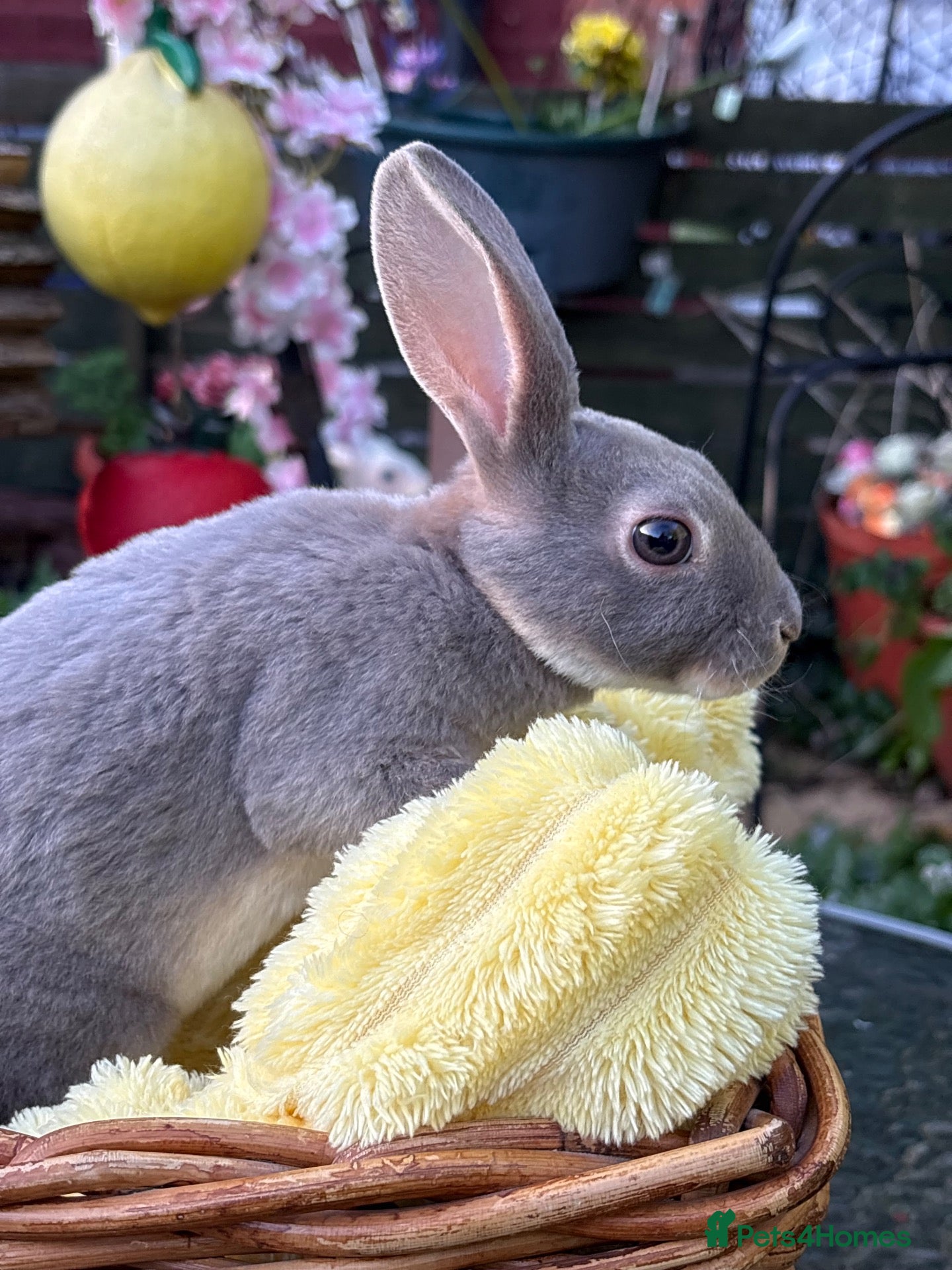 Rex rabbits for sale: Mini Rex  - Advert 6