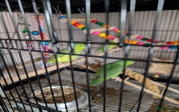 Parrots birds for sale: PARROTLET  - Image 7