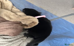 Mixed Breed dogs for sale: German shepherd puppies for sale  - Image 9