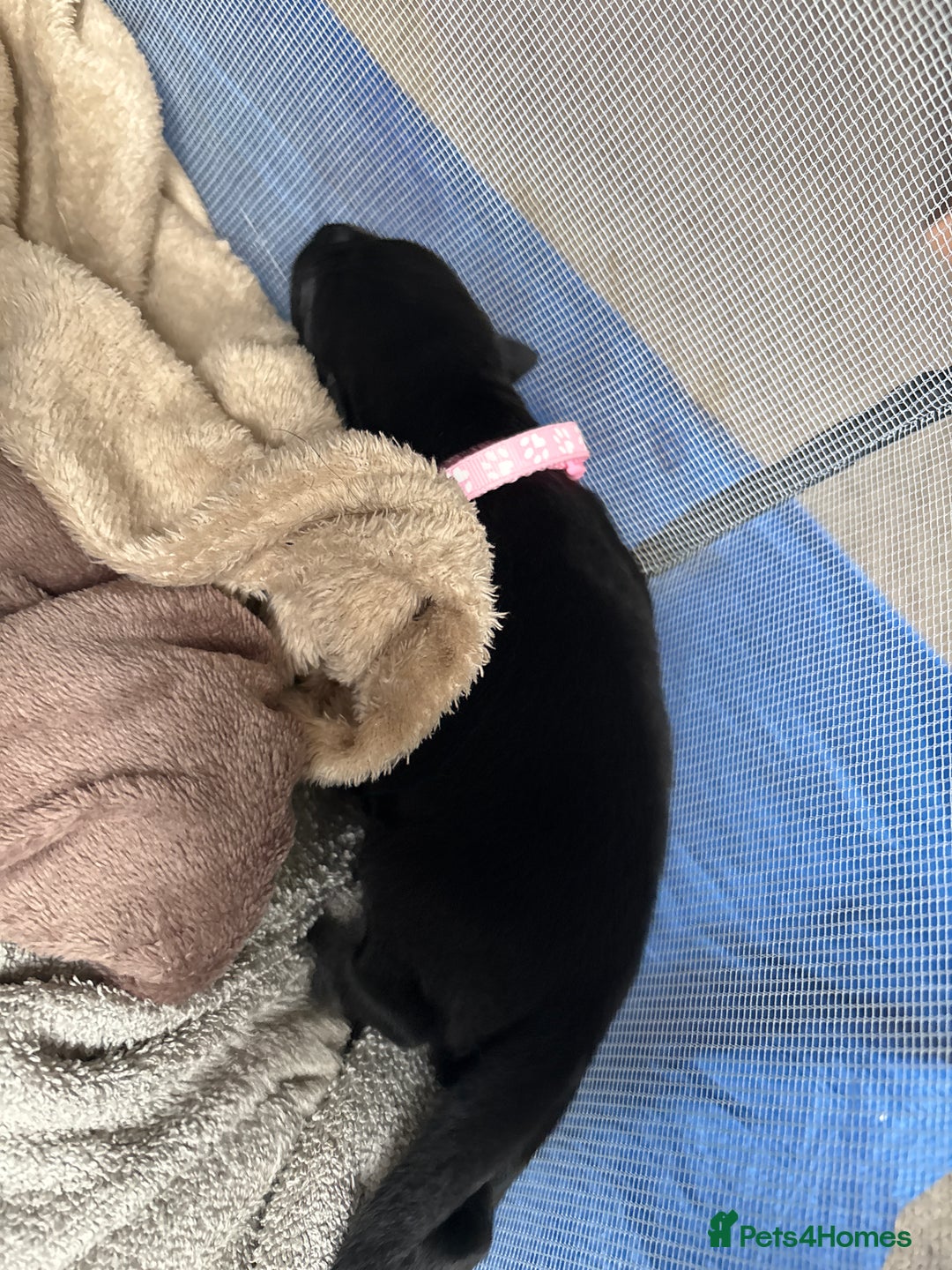 Mixed Breed dogs for sale: German shepherd puppies for sale  - Image 9