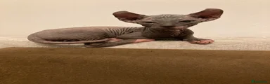 Sphynx 4