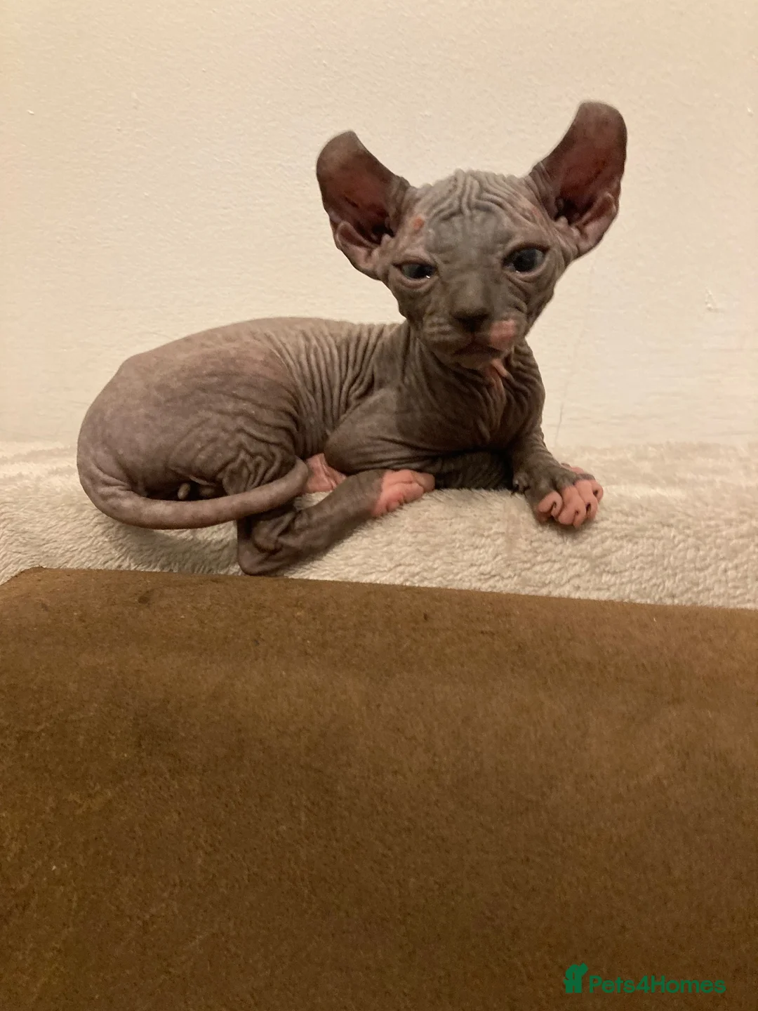 Sphynx cats for sale: Beautiful babies ready for new home in Birmingham - Advert 5